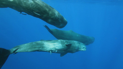 Animales: encuentros...: Grandes y pequeños depredadores