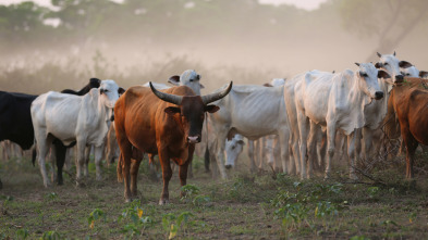 Tierra de jaguares