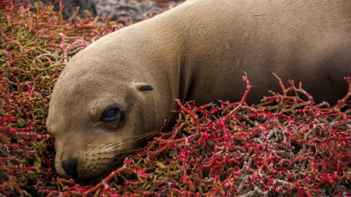 Galápagos: esperanza...: El nuevo comienzo