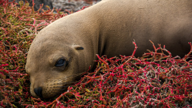 Galápagos: esperanza...: Paraíso escondido