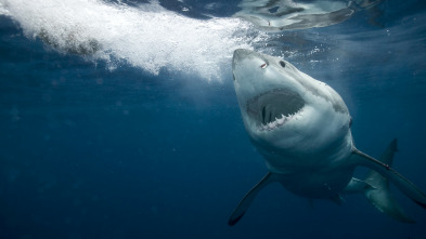 ADN Animal: Bajo el mar azul