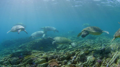 ¿Las últimas tortugas?