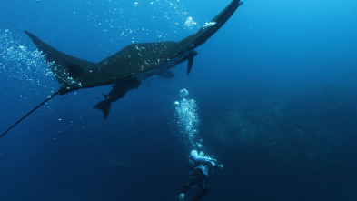 Mantarrayas: criaturas de otro planeta