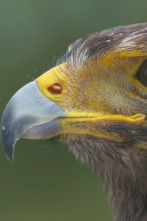 Ataque y defensa: A vista de pájaro