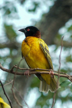 Salvar el paraíso: Las cataratas del Iguazú: tesoro de la biodiversidad