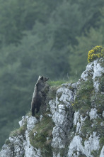 Oso, simplemente salvaje