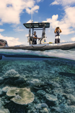 Australia: La Gran Barrera de Coral en peligro 