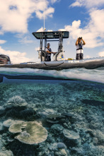 Australia: La Gran...: Las tortugas de la Isla Raine