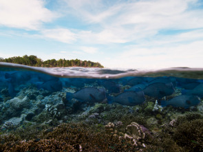 Planeta Azul II: Barreras de coral