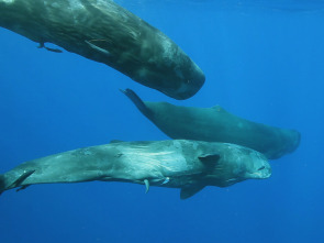 Animales: encuentros...: Grandes y pequeños depredadores