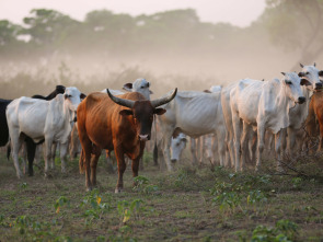 Tierra de jaguares