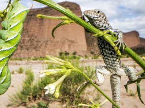 Planeta Verde: Mundos tropicales