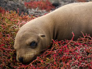 Galápagos: esperanza...: El nuevo comienzo