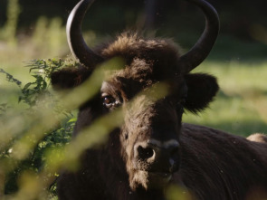 La odisea del bisonte europeo