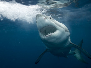 ADN Animal: Bajo el mar azul