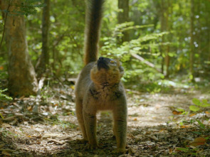 El mundo invisible de...: El eucalipto (Australia)