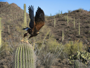 Planeta Tierra: Desiertos