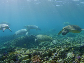 ¿Las últimas tortugas?