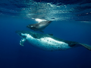 El alma de los océanos