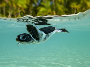 Australia: La Gran...: Las tortugas de la Isla Raine