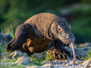 Planeta depredador: Dientes y garras