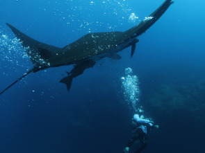 Mantarrayas: criaturas de otro planeta