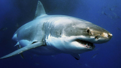 Imagen de Tiburones. Los cinco grandes - 3