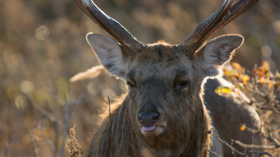 Imagen de Japón salvaje: Las islas del suroeste - 3