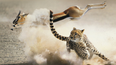 Imagen de La caza: Costas - 3