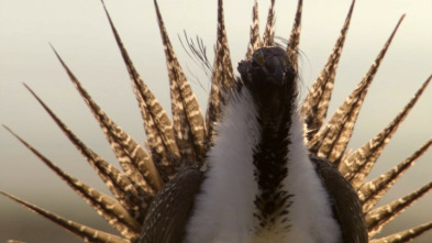 Imagen de Los grandes bailarines de la naturaleza - 3