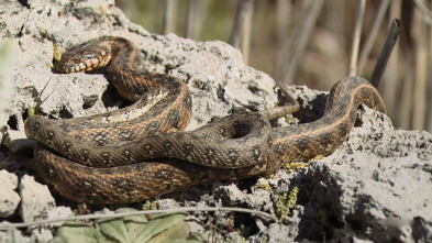 Imagen de Les Illes que a Charles Darwin li hauria agradat conèixer - 3