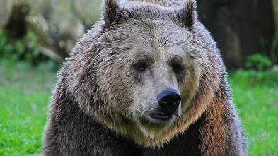 Imagen de Italia salvaje. Los grandes depredadores - 3