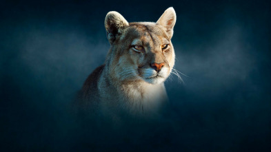 Imagen de Dinastías: Pumas - 3
