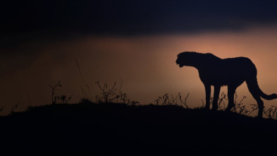 Imagen de El Kalahari, la otra ley de la selva - 3