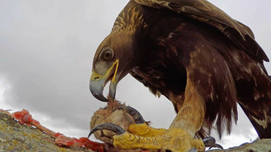 Imagen de Hispania, tierra de conejos - 3