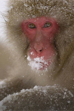 Imagen de Japón salvaje: Hokkaido - 2