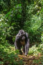 Imagen de Uganda salvaje - 2