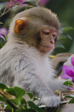 Imagen de China: antiguo reino animal - 2
