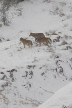Imagen de italia salvaje... (T1): El regreso de la manada de lobos - 2