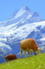 Suiza, el corazón de los Alpes