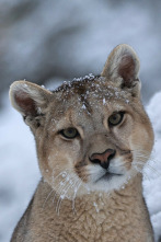 Imagen de Dinastías: Pumas - 2