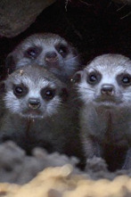 Imagen de Iconos de la Vida...: Los 5 Grandes - 2