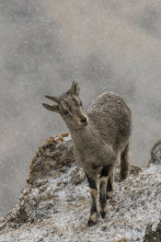 Imagen de El reino helado de la pantera de las nieves - 2