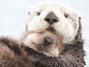 Imagen de Alaska salvaje: Primavera - 1