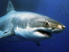 Imagen de Tiburones. Los cinco grandes - 1