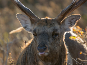 Imagen de Japón salvaje: Hokkaido - 1