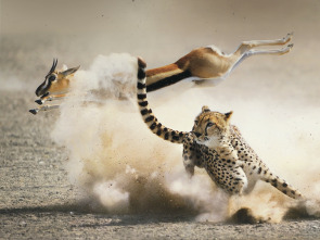 Imagen de La caza: Océanos - 1