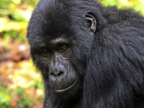 Imagen de Uganda salvaje - 1