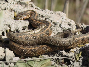 Imagen de Les Illes que a Charles Darwin li hauria agradat conèixer - 1