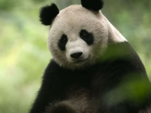 Imagen de China: antiguo reino animal - 1